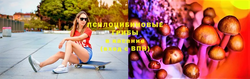 где можно купить   Карасук  Псилоцибиновые грибы Magic Shrooms 